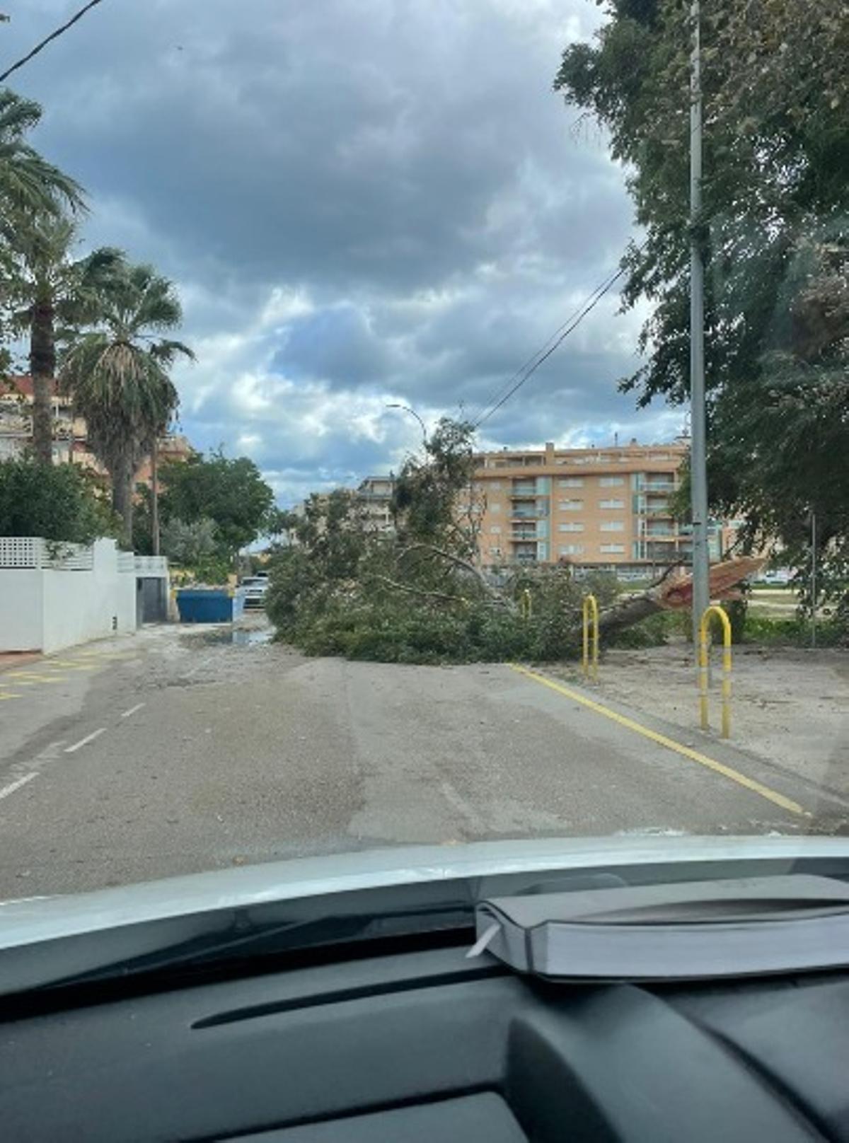 La gran rama que ha tronchado el viento y que ha caído sobre la calle Ausiàs March
