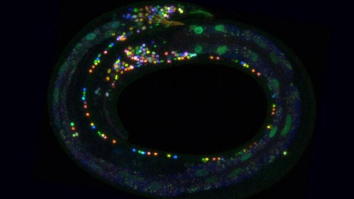 Gusanos microscópicos ayudan a crear un atlas multicolor del cerebro