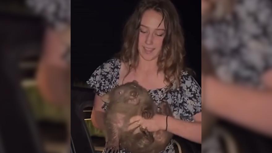 Una &#039;influencer&#039; desata la indignación en Australia al capturar a una cría de wombat para hacerse una foto