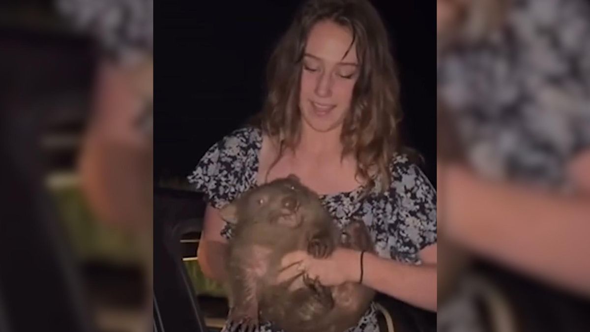 Una 'influencer' desata la indignación en Australia al capturar a una cría de wombat para hacerse una foto