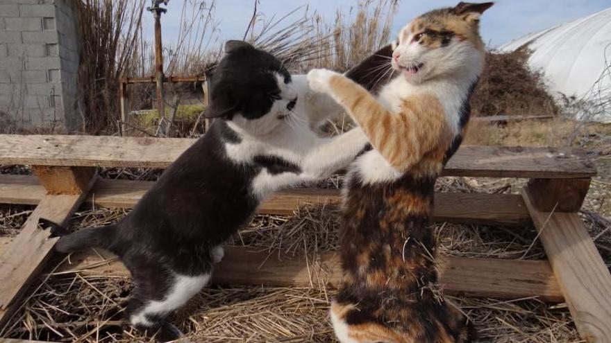 Gatos callejeros peleándose