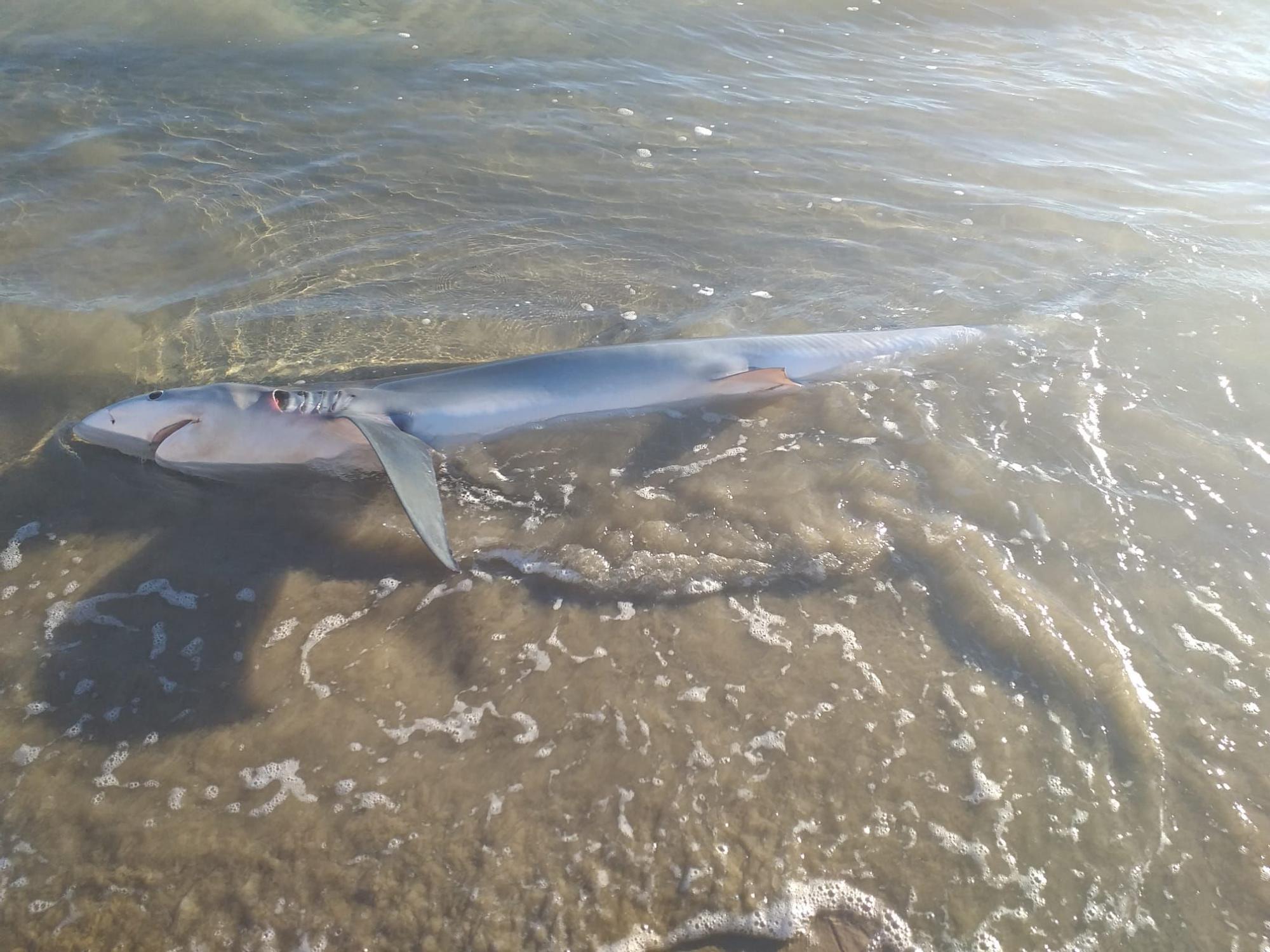 Aparece un tiburón varado en la playa de San Juan