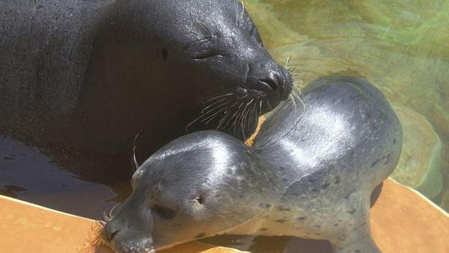 El delfinario de Mallorca ya tiene un bebé de foca vitulina