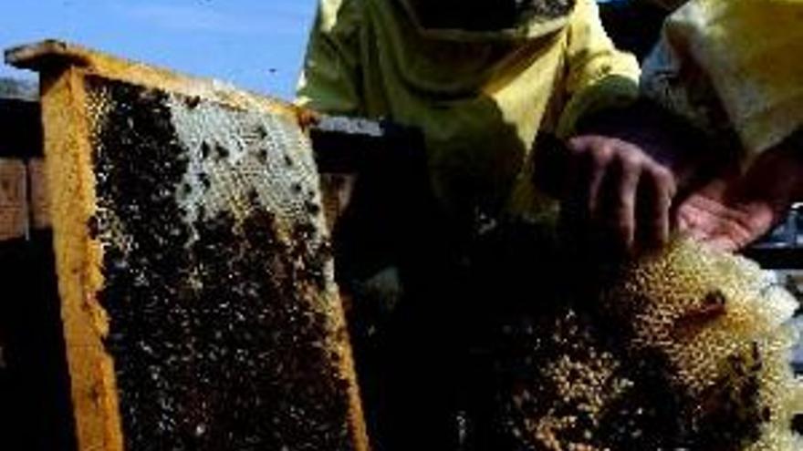 Investigadores usarán abejas para medir la contaminación