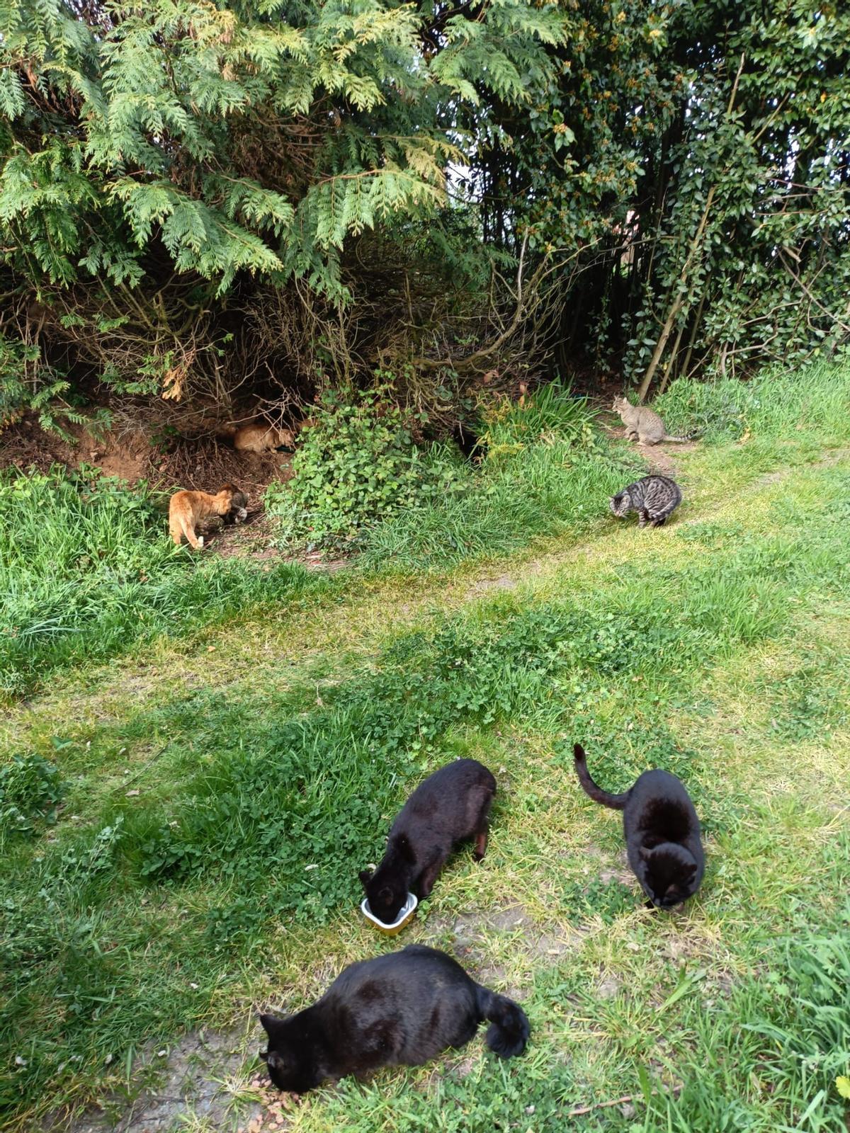 Una colonia de gatos en Cambre.