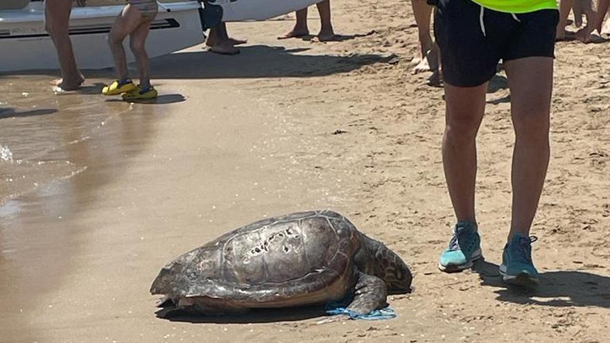 Aparece una tortuga en la playa de San Antonio de Cullera