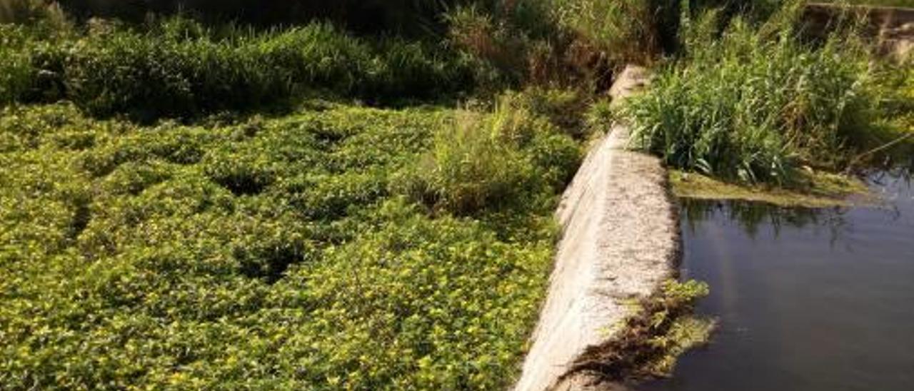 La planta invasora  vuelve a cubrir los márgenes del río Albaida en Xàtiva