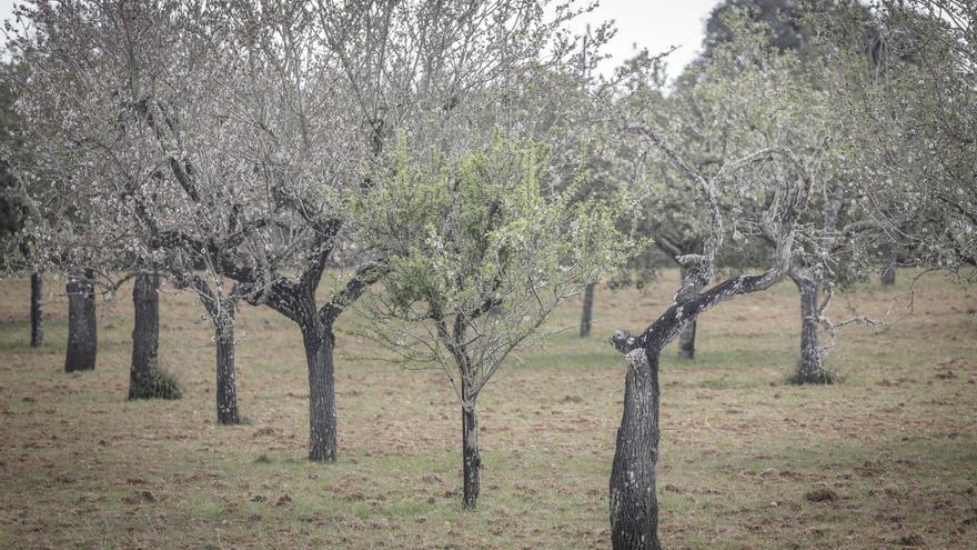 La xylella se extiende entre las plantas silvestres como la manzanilla