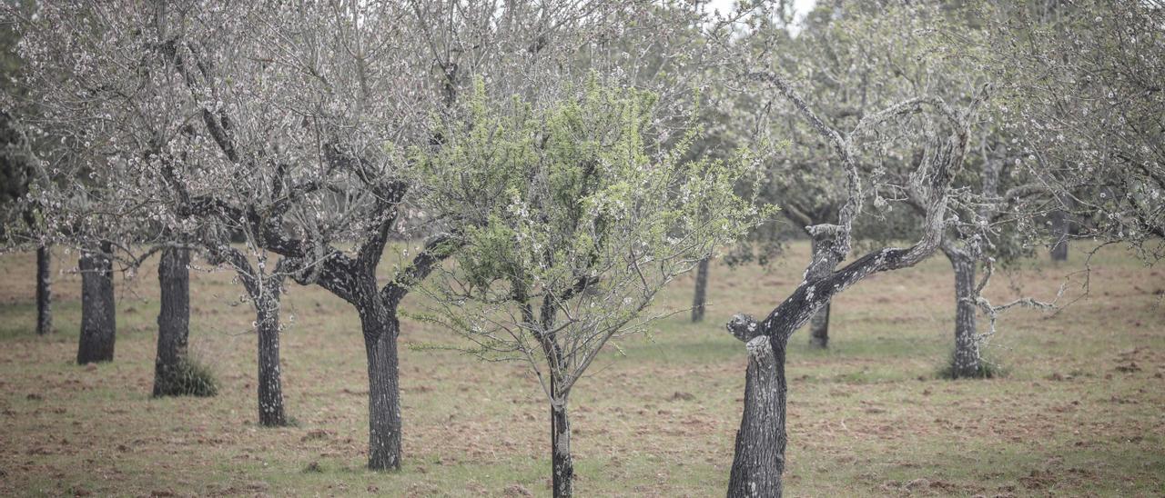 Almendros afectados por la 'xylella' en el Pla de Mallorca.