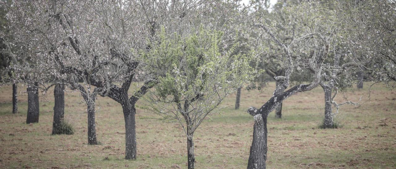 Almendros afectados por la &#039;xylella&#039; en el Pla de Mallorca.