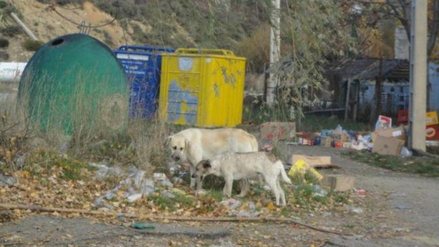 Un ejemplar, en primer plano, en el término de Castro.