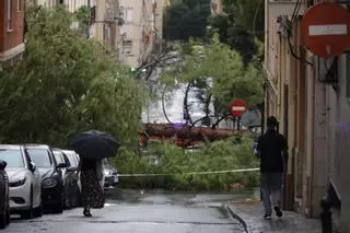 Las rachas de viento arrancan árboles de grandes dimensiones en el parking del Hospital Virgen de los Lirios de Alcoy