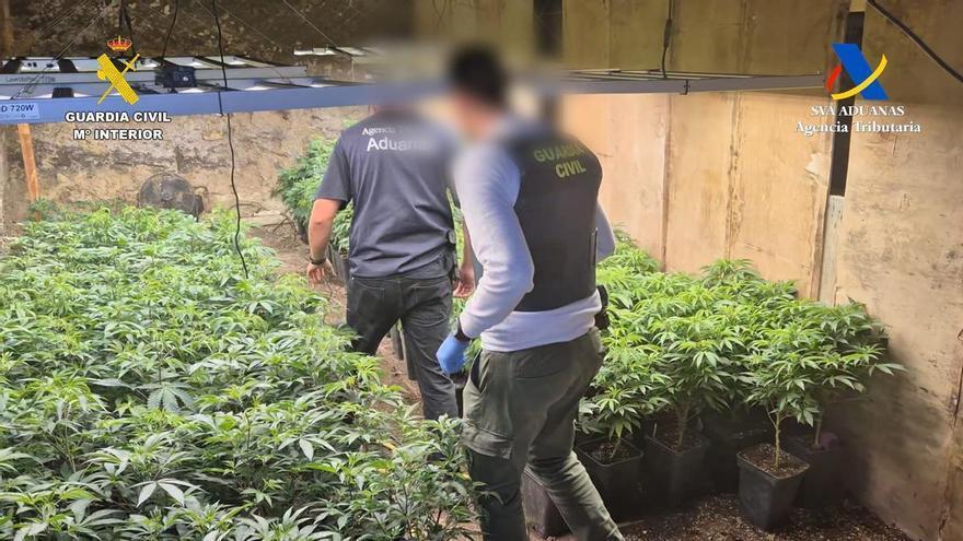 Desarticulan en Tenerife una red de cultivo intensivo de droga en la operación "Hermit"