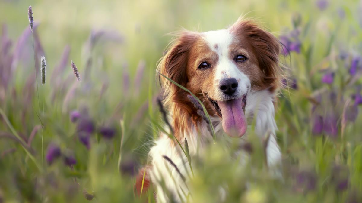 L’Ajuntament de Vilajuïga facilita als propietaris d’animals de companyia (gossos, gats o fures) que els registrin al cens