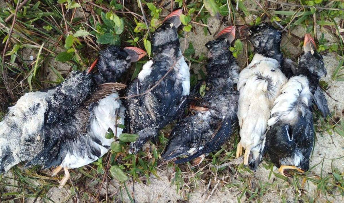 Los frailecillos hallados este fin de semana en Liméns (Cangas). | CEDIDA