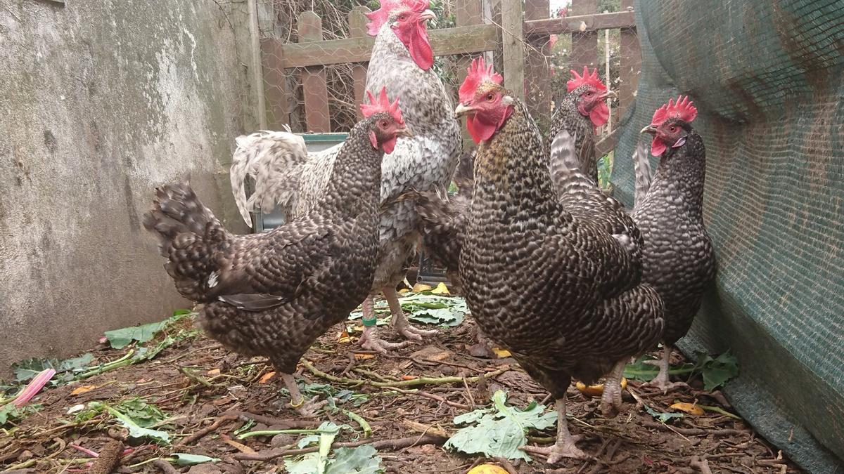 Gallinas camperas canarias.