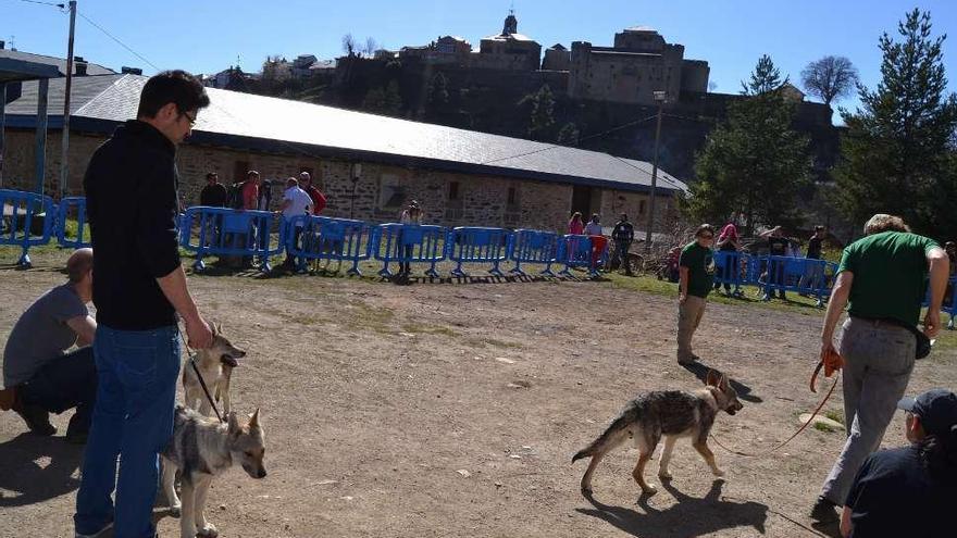 Monografía en Puebla sobre el perro lobo checo