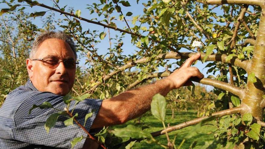 Fermín Díaz, ayer, señalando una flor recién salida estos días en un manzano en su finca de La Roza, en Nava.