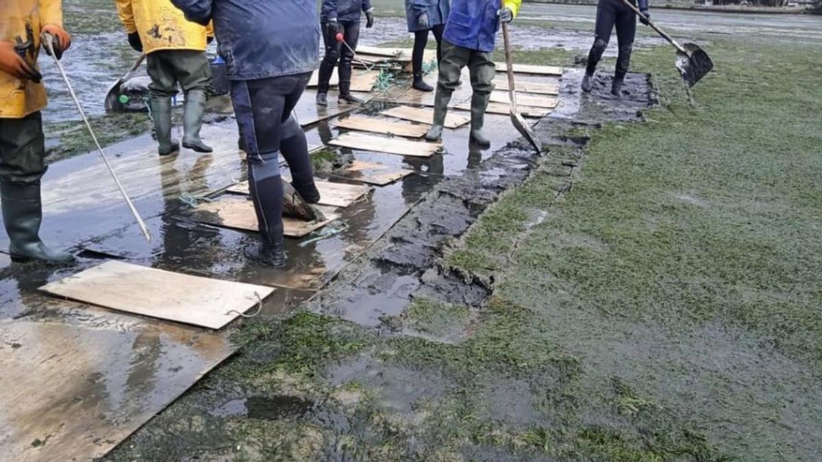 Retirada de la zostera en la ría de O Burgo. |   // LA OPINIÓN