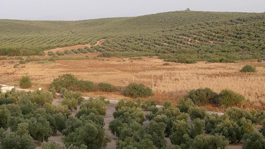 La laguna &#039;fantasma&#039; de Jarata entre Montalbán y Montilla