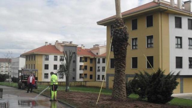 Un operario limpia la zona donde se ha colocado la palmera.