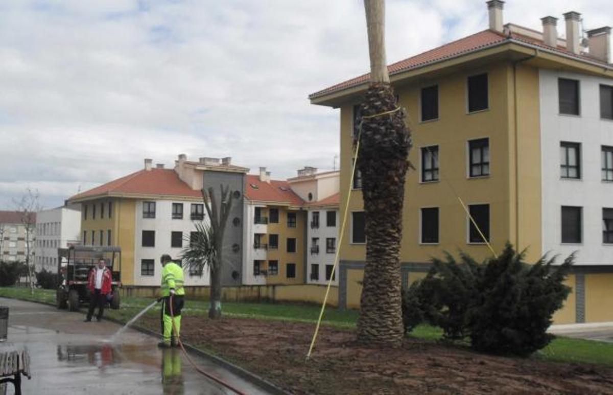 Un operario limpia la zona donde se ha colocado la palmera.