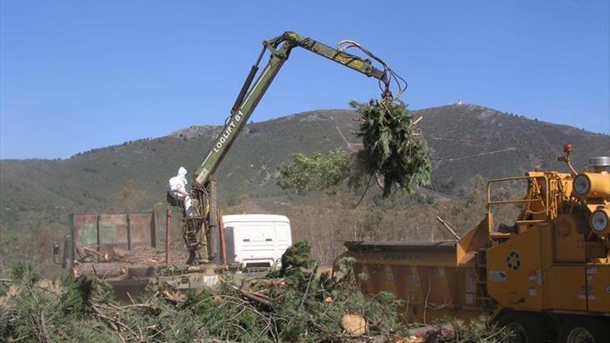 Declarado un foco de nematodo del pino en Valverde del Fresno