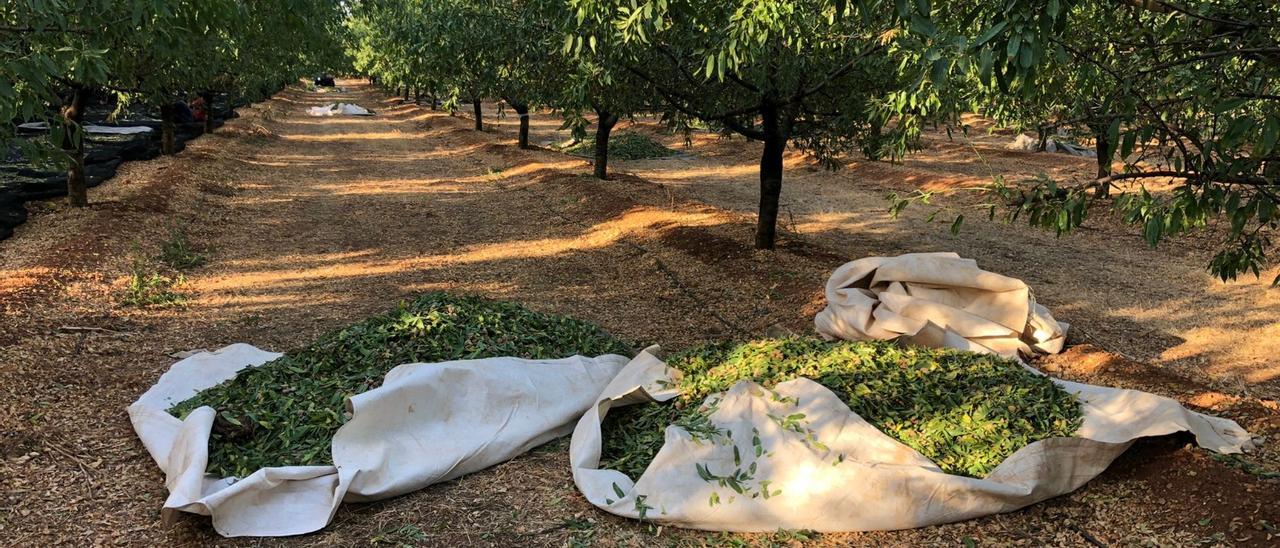 La campaña de almendra arranca con los almendros jóvenes en plena producción