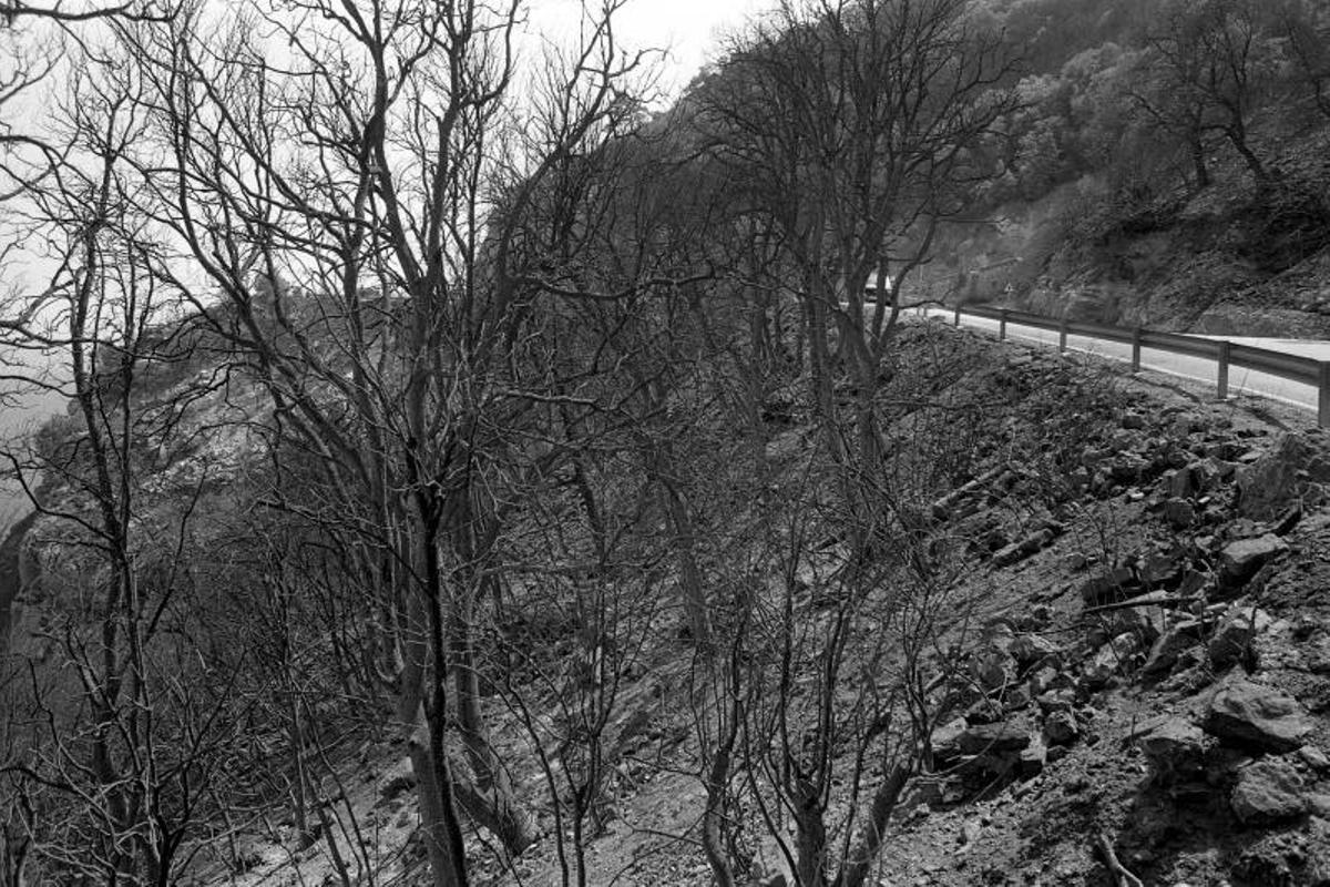 Bosc cremat a la carretera que puja de Monistrol a Montserrat, l'agost de 1986