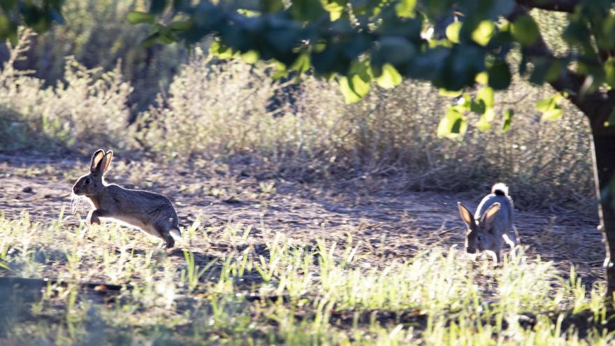 Los animalistas plantean controlar a los conejos con zorros y cultivos trampa