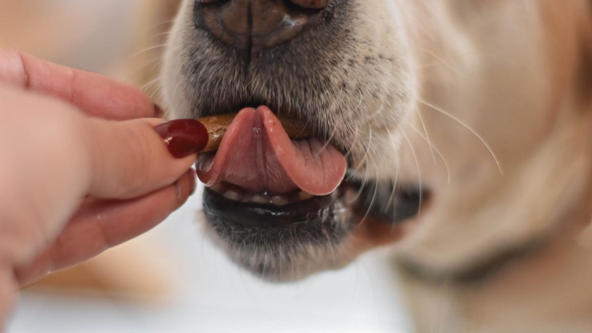 El chocolate contiene teobromina, mala para el organismo de los perros.