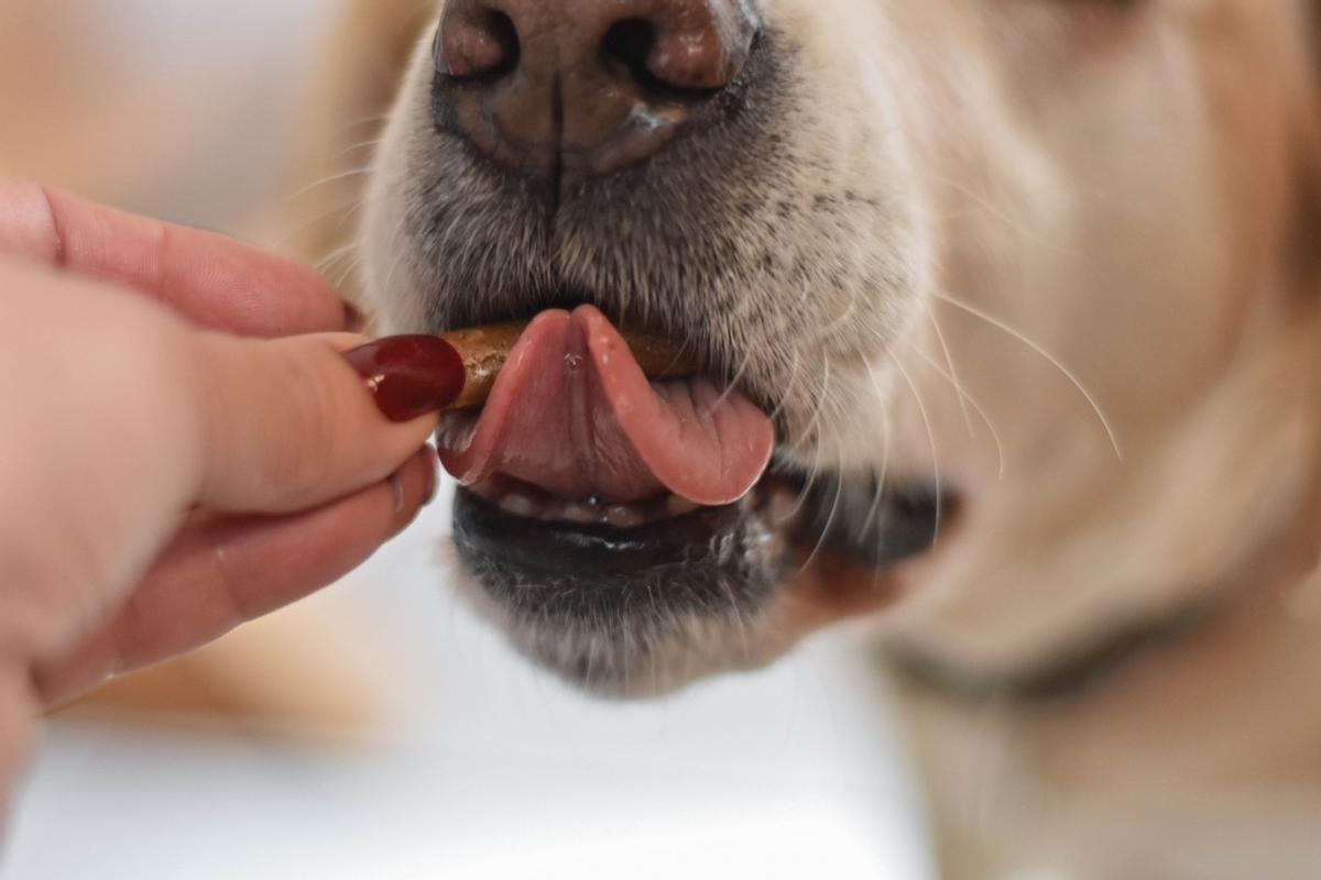 el perro se muere si come chocolate