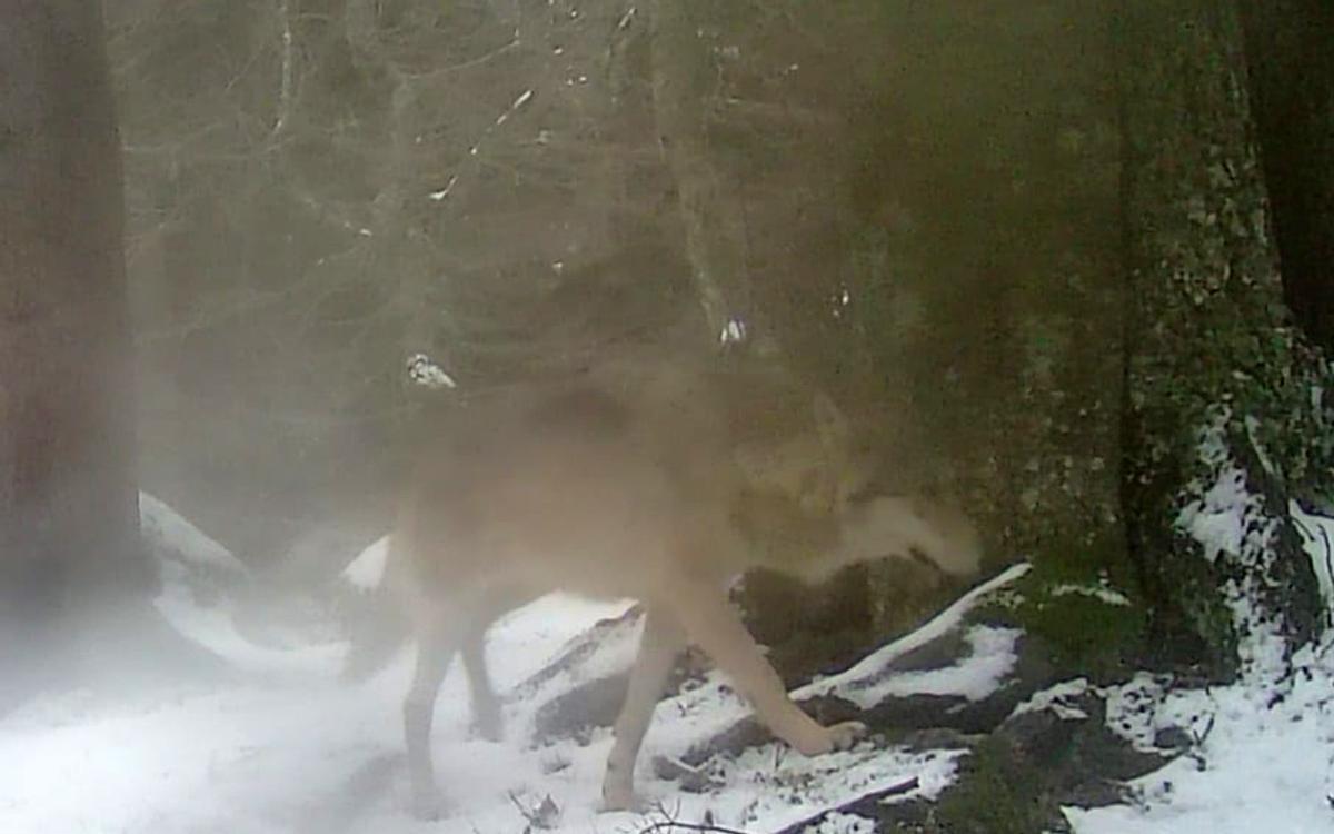 Imagen captada por una cámara de fototrampeo del lobo documentado en Vilaller