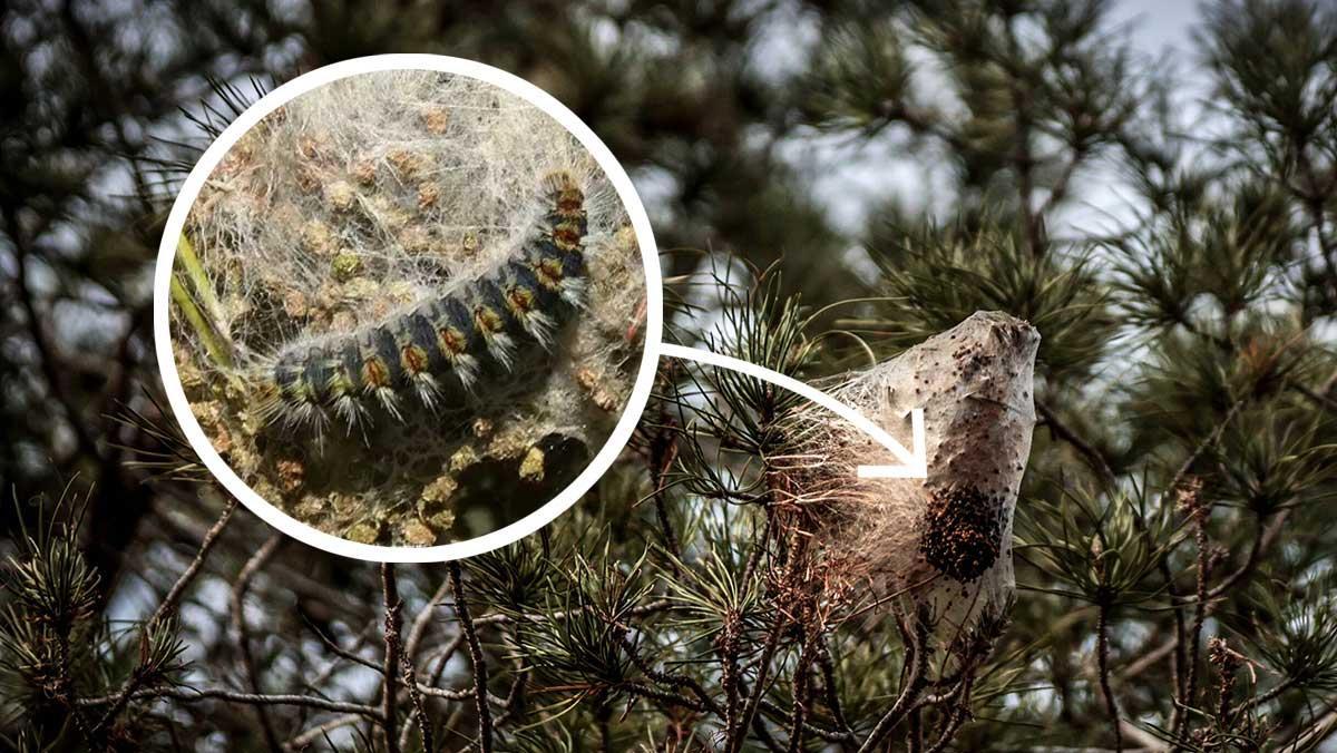 Les altes temperatures desboquen la plaga de processionària del pi Les altes temperatures desboquen la plaga de processionària del pi