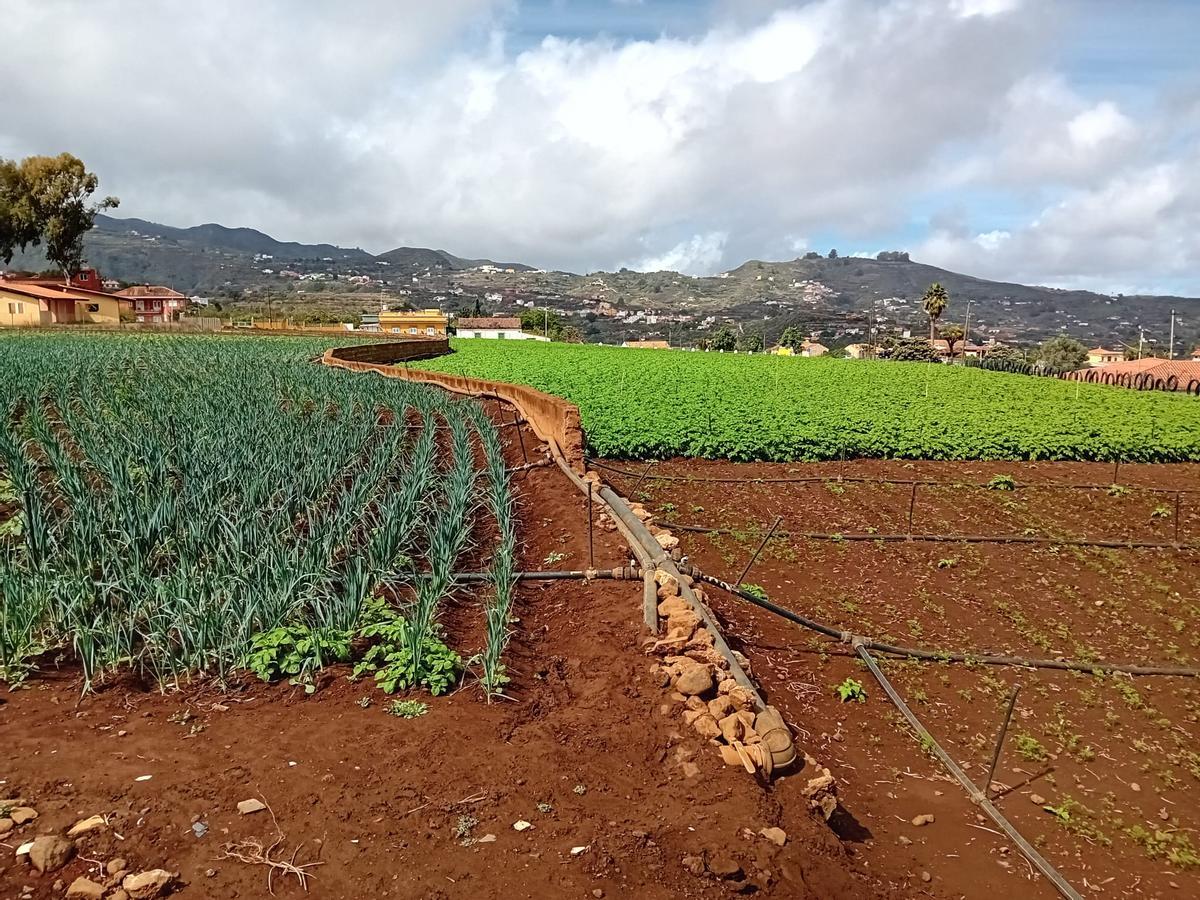 Finca de puerros y papas de Gilberto Cabrera en San Mateo.