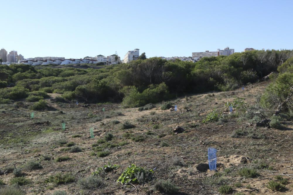 Sabinas dunares, enebros marítimos y otras especies adaptadas al medio dunar están siendo plantadas en el paraje natural municipal de Molino del Agua de Torrevieja