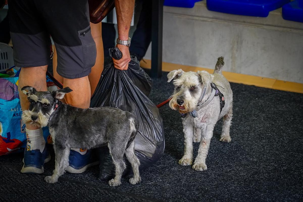 El punto de acogida de La Marazuela, en Las Rozas, atiende a familias evacuadas por los incendios junto a sus animales de compañía.