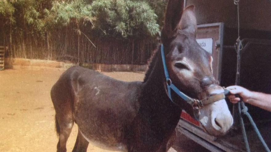 El animal, al ser rescatado de la finca en Costitx en septiembre de 2014.