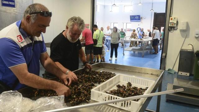 Selección de percebes, ayer en las instalaciones de la lonja de la Cofradía San José de Cangas.