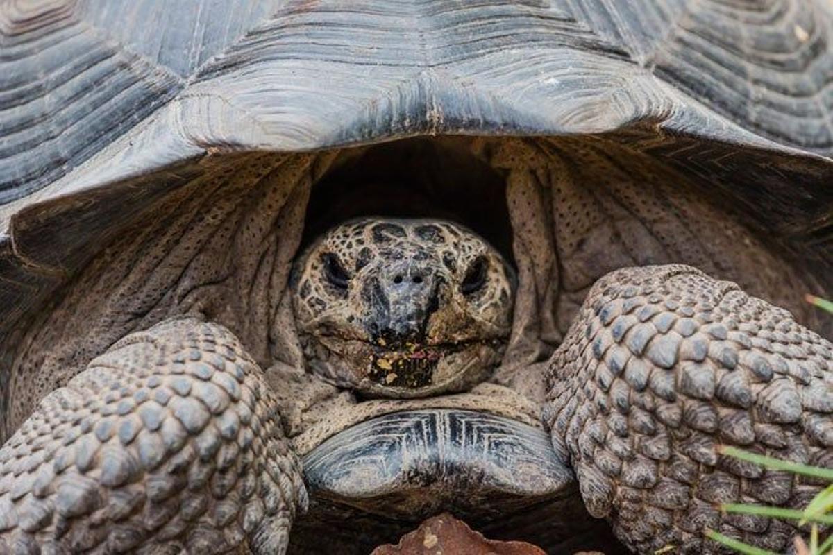 La tortuga gigante de Floreana es una de las 10 especies de tortugas originarias de las Galápagos.