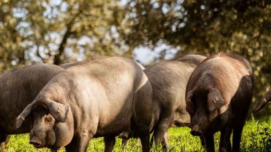 Explotación de porcino ibérico en la dehesa de Los Pedroches.