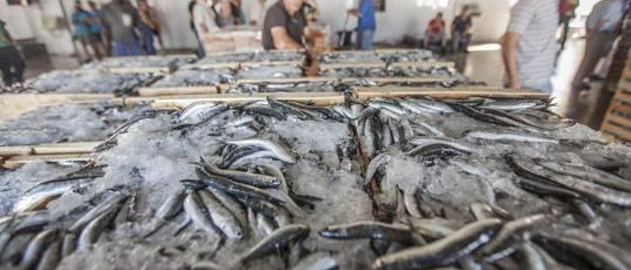 Imagen de la venta sardina y boquerón en la lonja pesquera del puerto de Torrevieja.