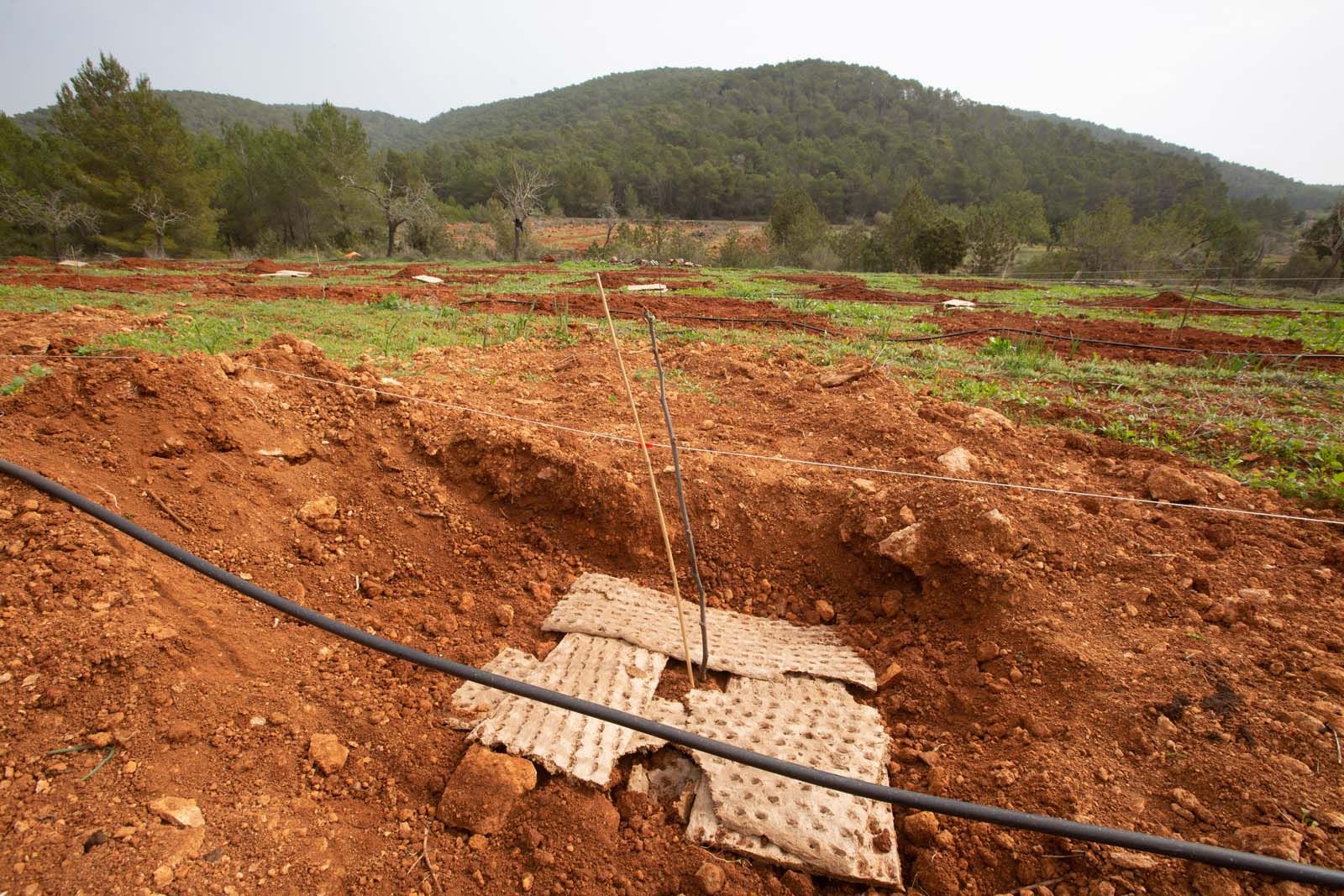 Higos en un bancal abandonado de Ibiza