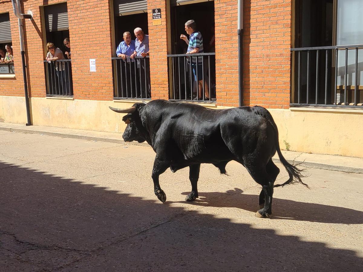 GALERÍA | Morales de Toro vive su primer encierro de las fiestas de San Roque 2024 GALERÍA | Morales de Toro vive su primer encierro de las fiestas de San Roque 2024