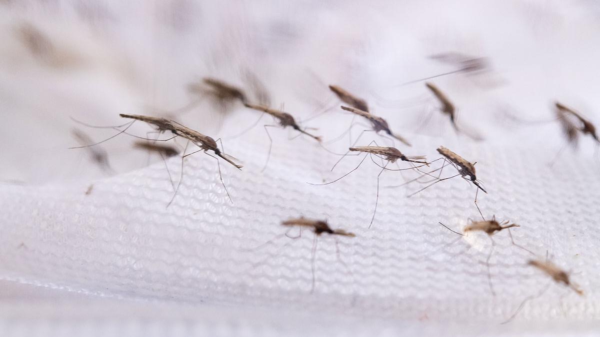 Mosquitos potencialmente transmisores de la malaria.