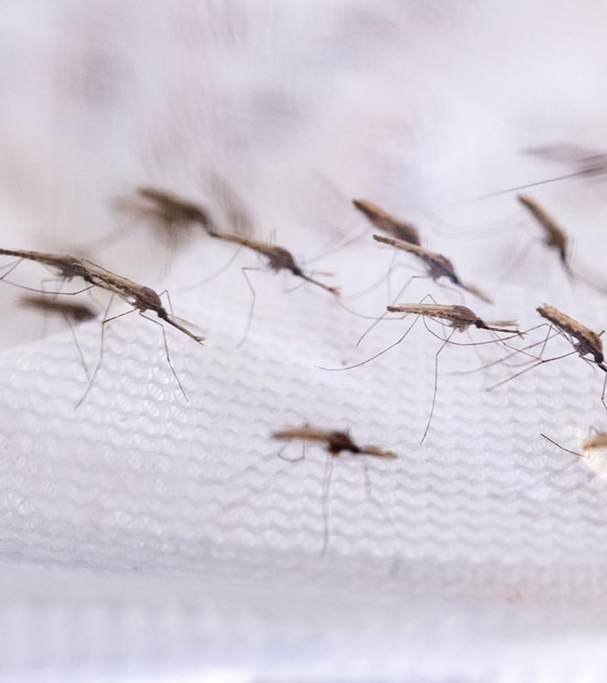 Adiós a los mosquitos: Lidl te da una solución antes de que sea demasiado tarde