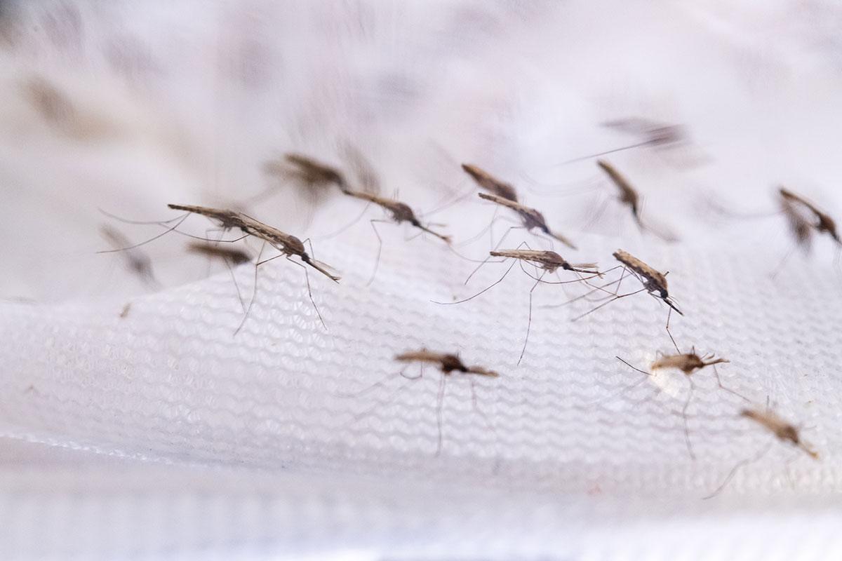 L’OMS aprova una vacuna prometedora que podria erradicar la malària el 2040