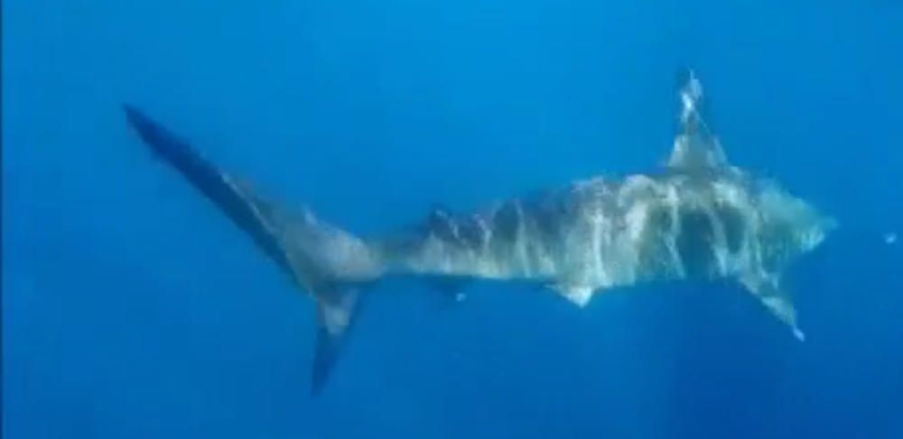 Tiburón martillo en aguas de Bañaderos