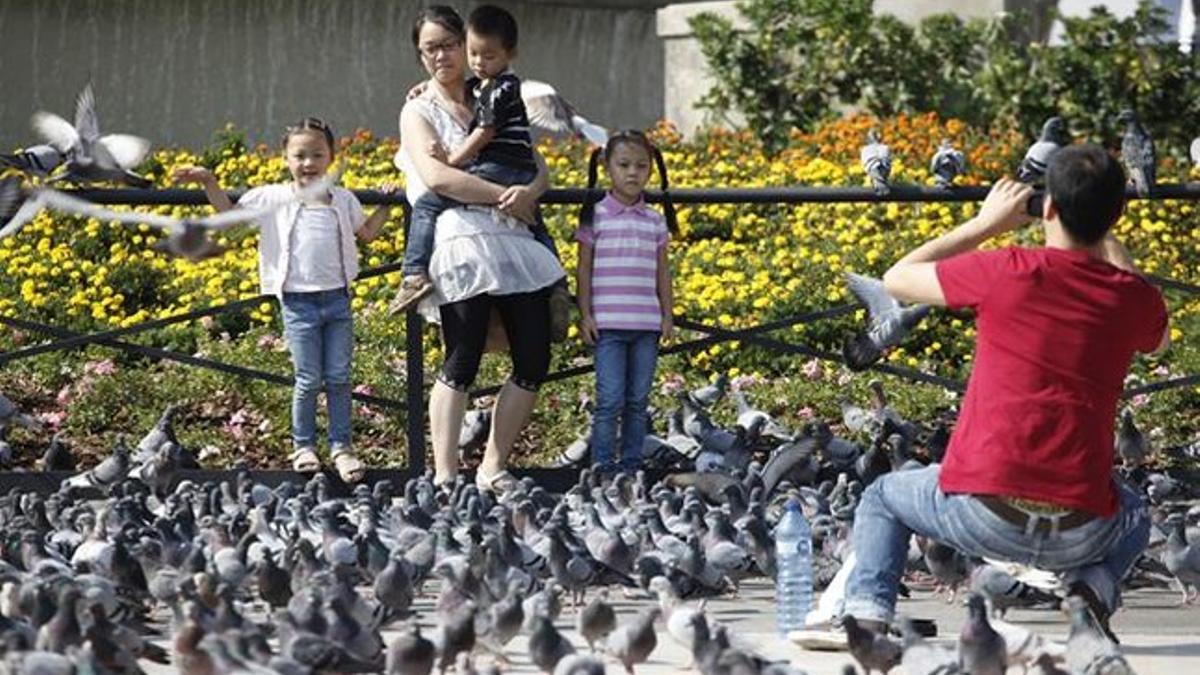 Palomas en plaza de Catalunya.