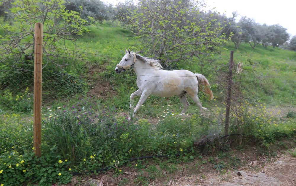 Santuario de caballos CYD Santa María en Alhaurín